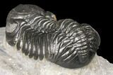 Austerops Trilobite - Nice Eye Facets & Preparation #127017-4